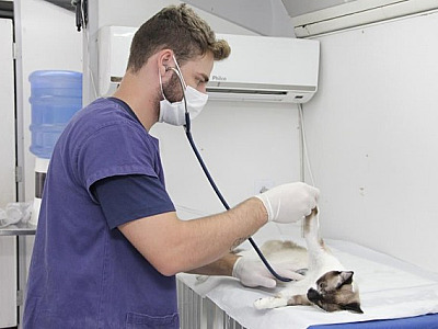 Barueri abre agendamento para mutirão de castração nesta quarta-feira (23)