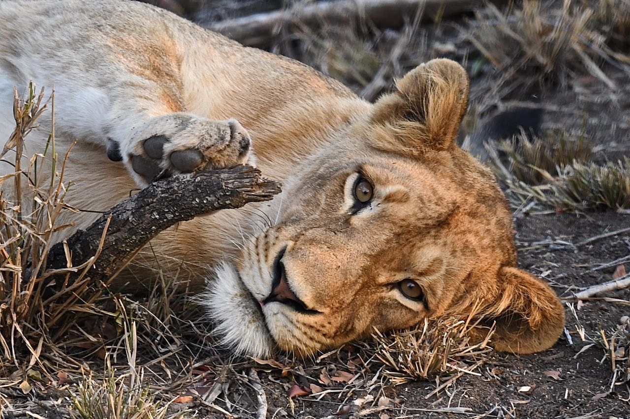 Filho de Yojiro Takaoka realiza exposição em São Paulo