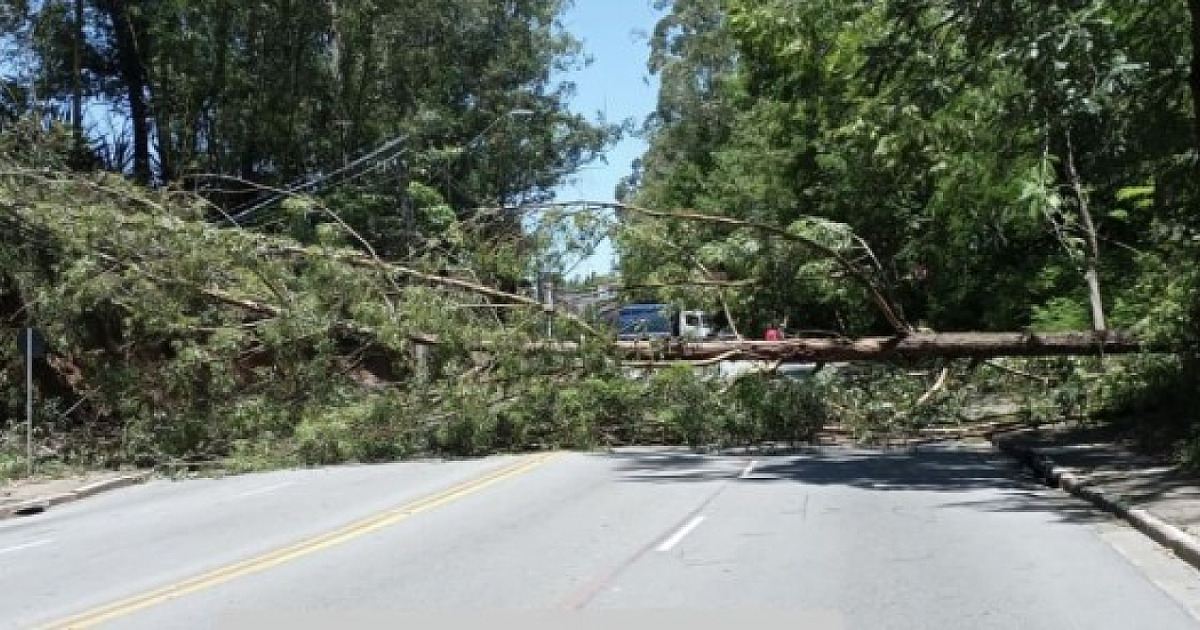 Via Parque é interditada após queda de árvore de grande porte