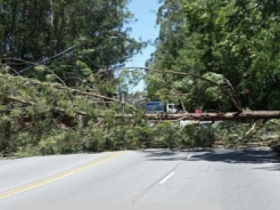 Via Parque é interditada após queda de árvore de grande porte