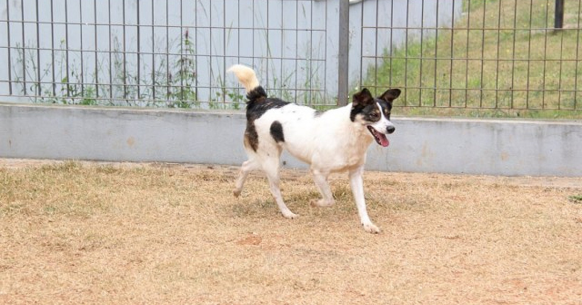 Feira Especial de Adoção de Pets acontece neste sábado (13) em Barueri