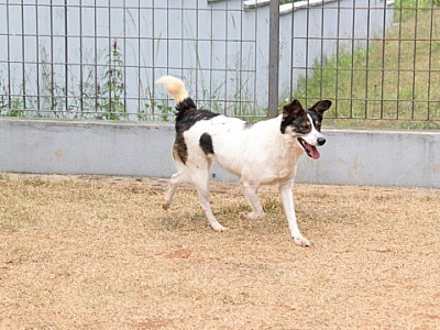 Feira Especial de Adoção de Pets acontece neste sábado (13) em Barueri
