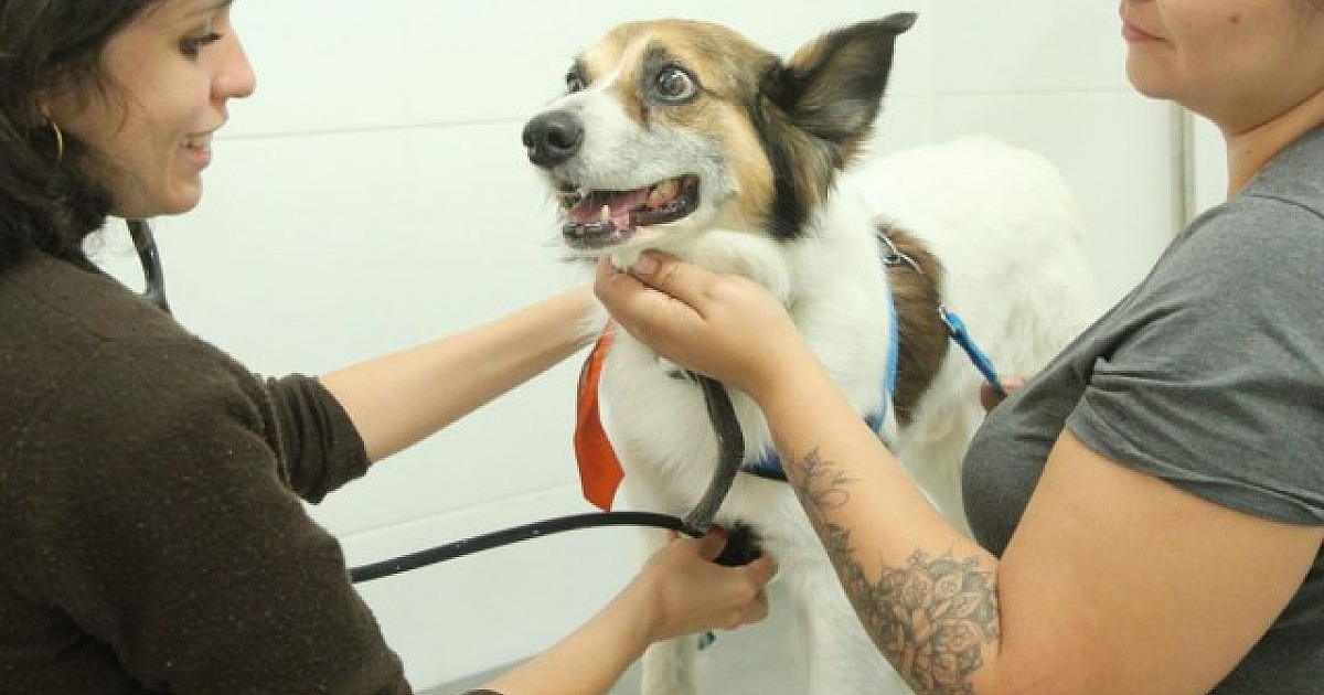 Agendamento para castração gratuita de pets em Barueri será aberto no dia 6 de março