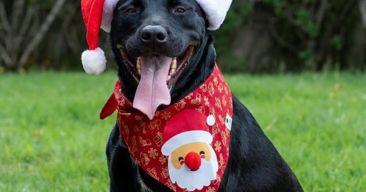 ONGs enfrentam abandono de pets e queda no número de adoções no fim do ano