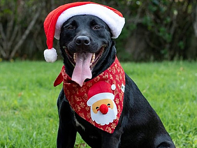 ONGs enfrentam abandono de pets e queda no número de adoções no fim do ano