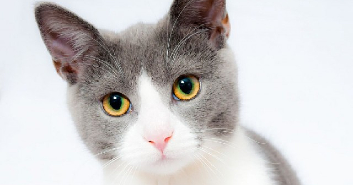 Feira de adoção de gatos acontece neste sábado (18) no Parque Shopping Barueri