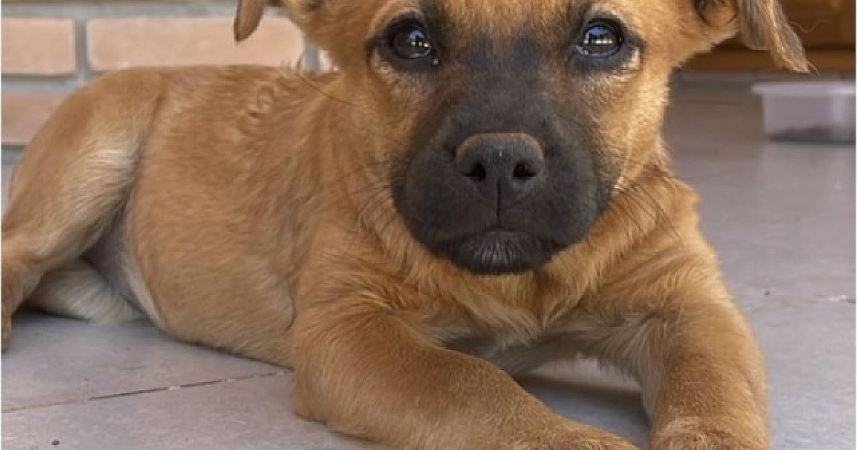 ONGs da região realizam feiras de adoção de animais