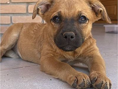 ONGs da região realizam feiras de adoção de animais