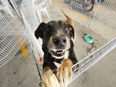 Alphaville terá duas feiras de adoção de pets neste fim de semana