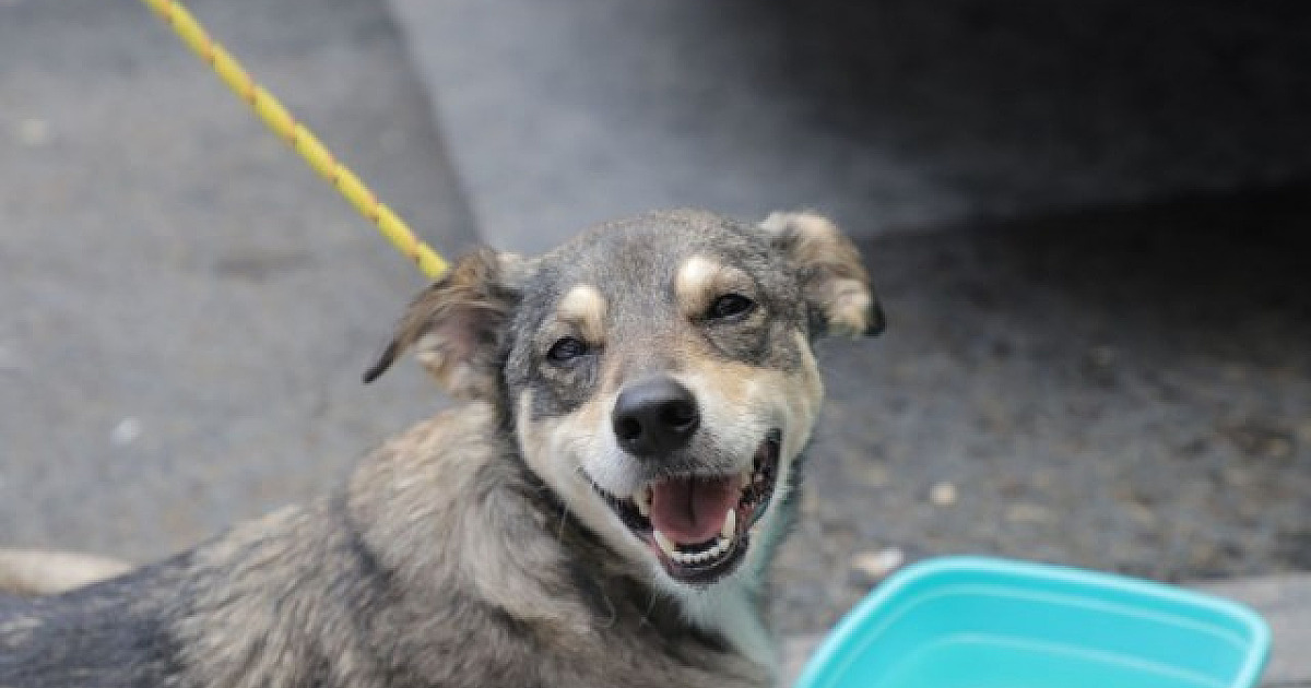 Alphaville recebe feiras de adoção de pets no fim de semana