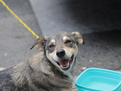 Alphaville recebe feiras de adoção de pets no fim de semana