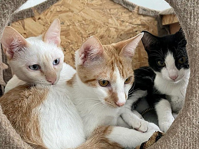 SOS Pet Alpha realiza campanha para a realização de doações por meio da Nota Fiscal Paulista