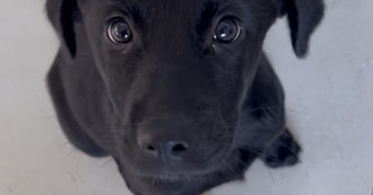 SOS Pet Alpha realiza feira de adoção de animais neste fim de semana