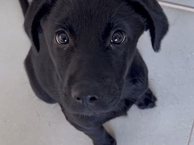 SOS Pet Alpha realiza feira de adoção de animais neste fim de semana