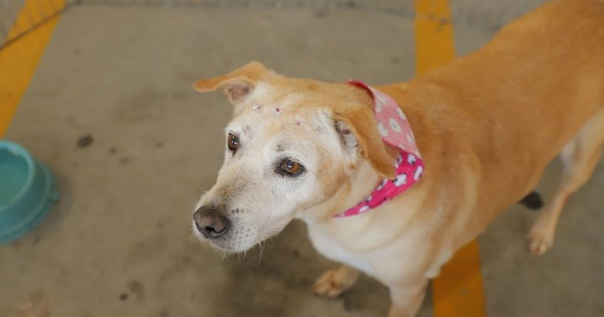 Confira as feiras de adoção de pets em Alphaville em maio