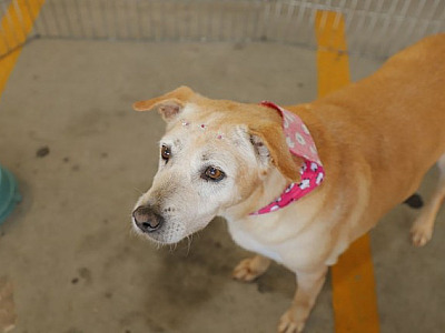 Confira as feiras de adoção de pets em Alphaville em maio