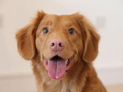 Pet Day no Iguatemi Alphaville acontece neste fim de semana