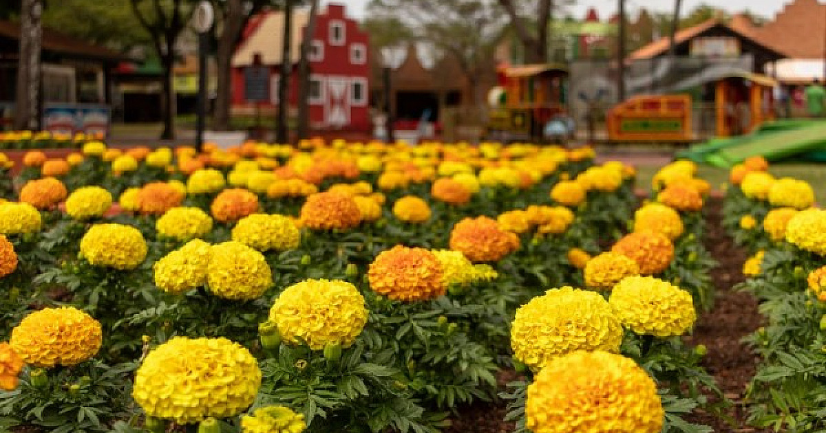 Primavera: Expoflora traz mais de 200 mil flores e plantas ornamentais