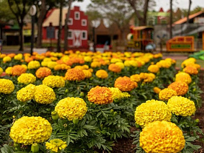 Primavera: Expoflora traz mais de 200 mil flores e plantas ornamentais
