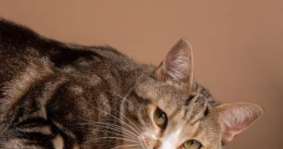 ONG Anjos dos Bichos pede doação de ração para gatos