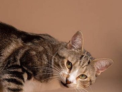 ONG Anjos dos Bichos pede doação de ração para gatos