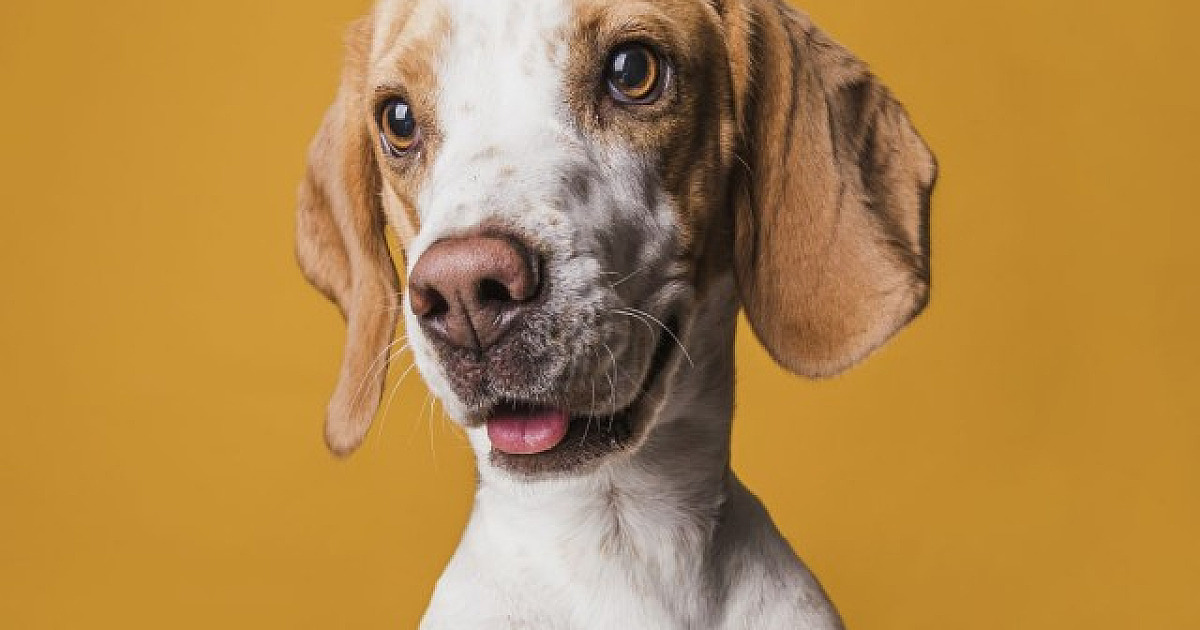 Parque Ecológico em Alphaville recebe feira de adoção de pets neste fim de semana