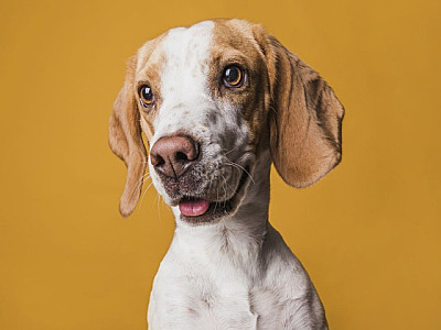 Parque Ecológico em Alphaville recebe feira de adoção de pets neste fim de semana