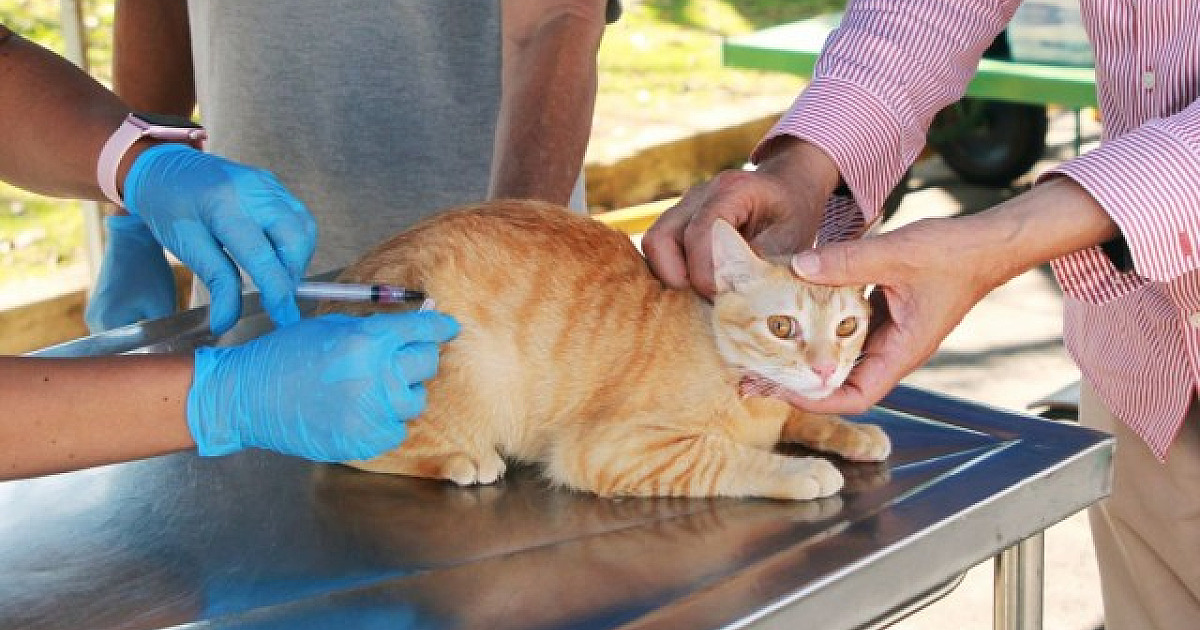 Barueri ampliará dias de aplicação da vacina contra raiva neste mês
