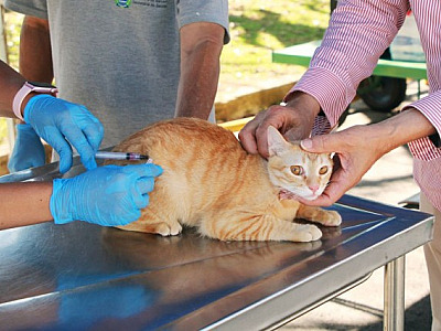 Barueri ampliará dias de aplicação da vacina contra raiva neste mês