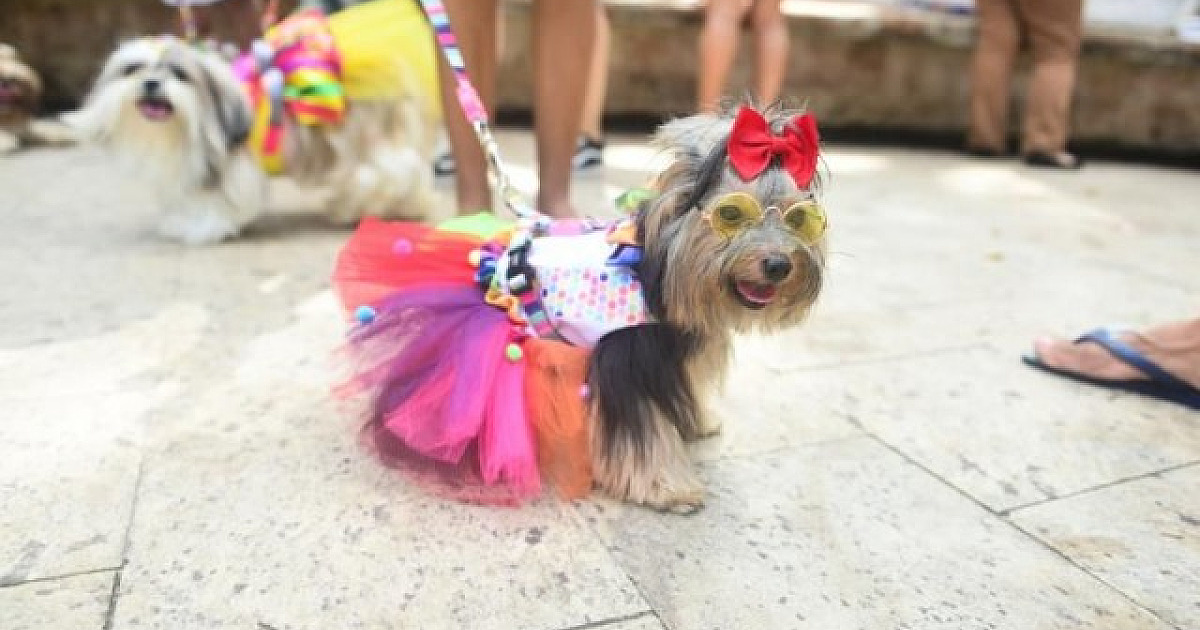 Cobasi promove Carnaval Pet Friendly no sábado (18)
