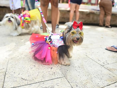 Cobasi promove Carnaval Pet Friendly no sábado (18)