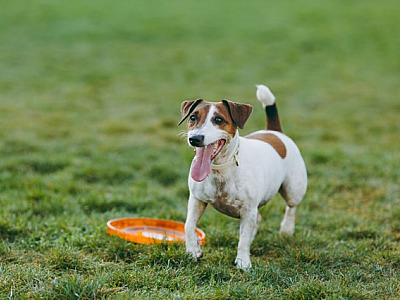Com aumento de adoções, pet places viram tendência