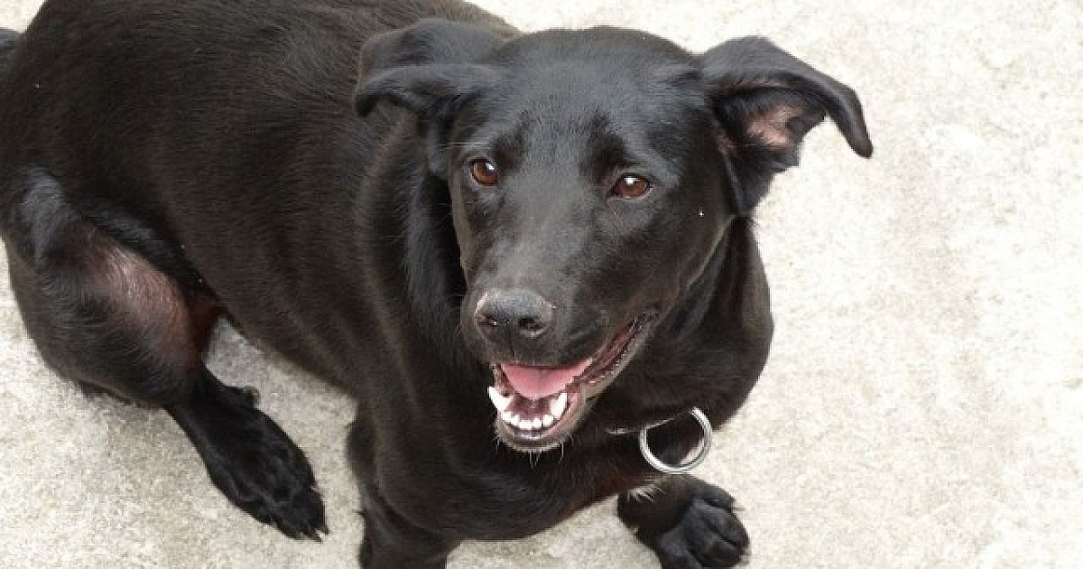 Shopping Flamingo terá feira de adoção de animais neste sábado (9)