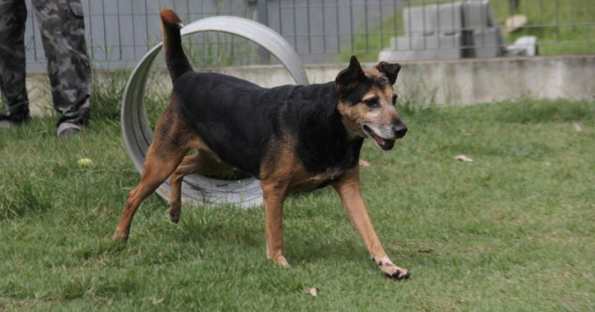 Cepad de Barueri realiza feiras de adoção de animais em Alphaville