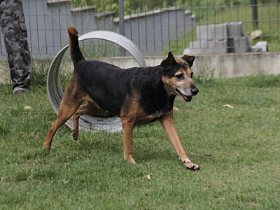 Cepad de Barueri realiza feiras de adoção de animais em Alphaville