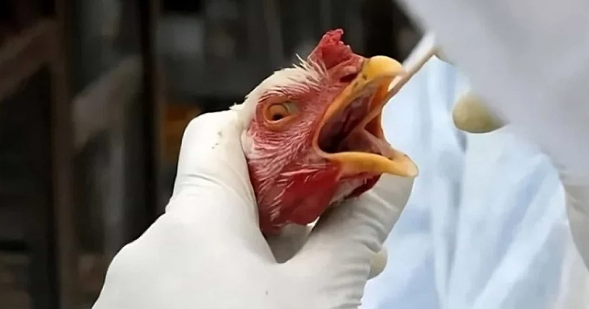 Brasil se declara livre da gripe aviária