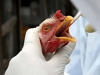 Brasil se declara livre da gripe aviária