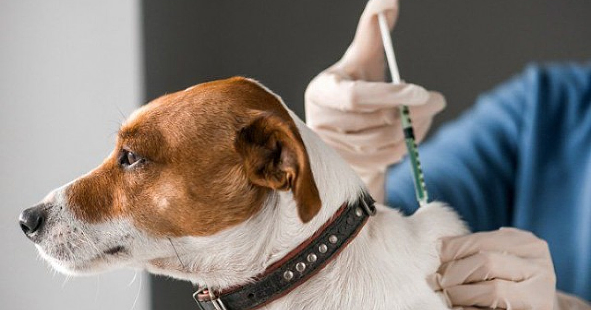 Grupo Petz promove vacinação contra raiva em domicílio durante o mês de agosto