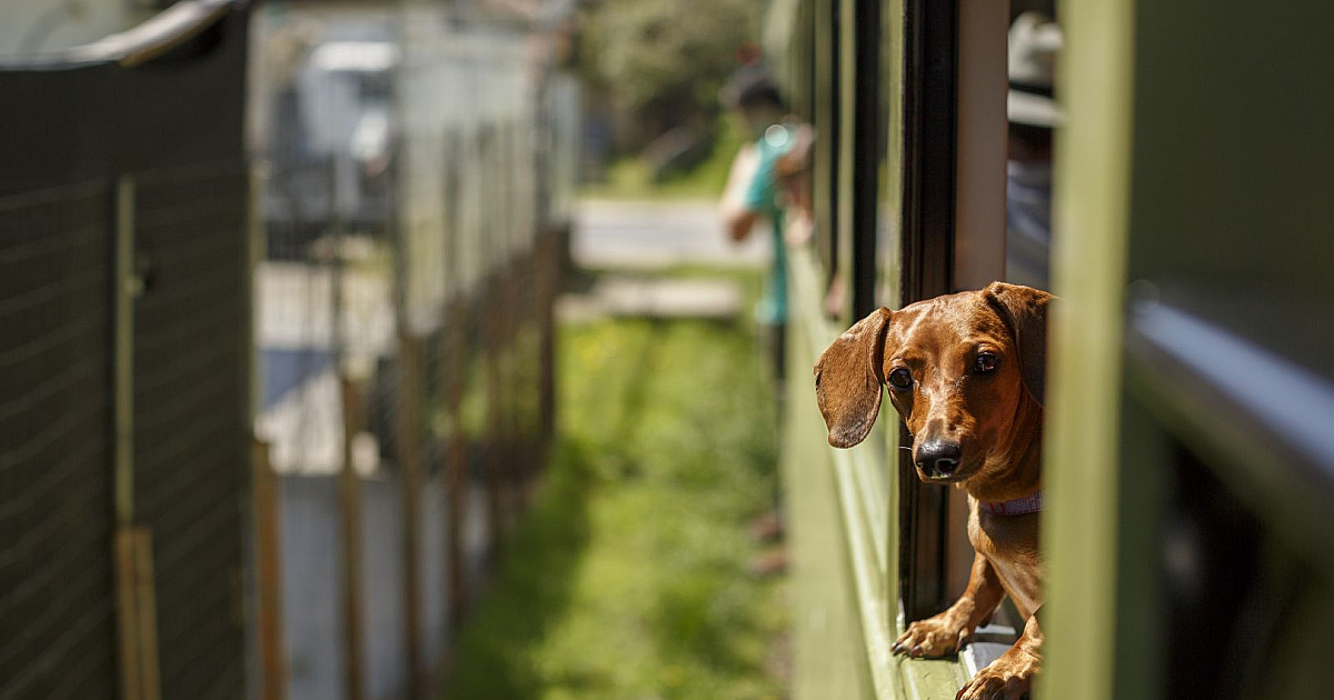 Dois passeios de trem para curtir com o seu pet no pós-pandemia