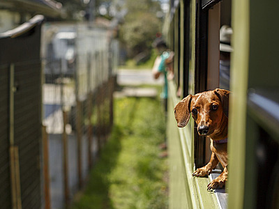Dois passeios de trem para curtir com o seu pet no pós-pandemia