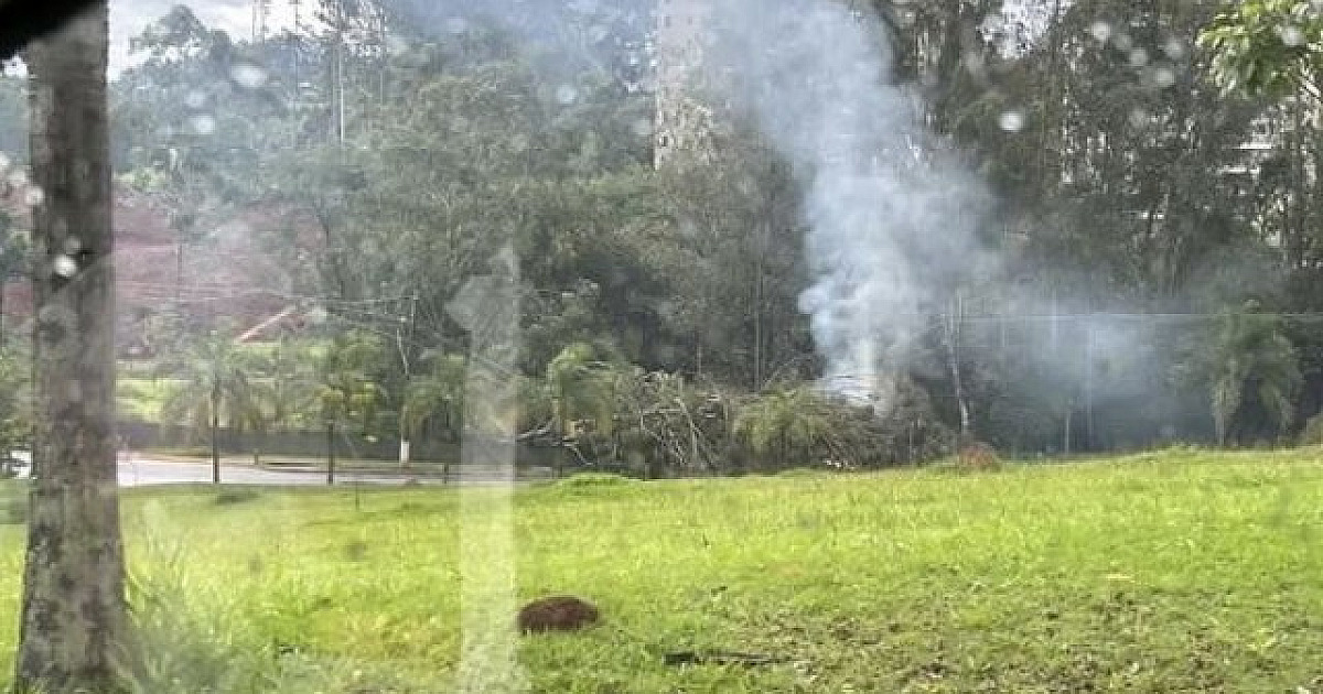 Trecho da Av. Marcos Penteado é interditado após queda de árvore