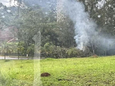 Trecho da Av. Marcos Penteado é interditado após queda de árvore