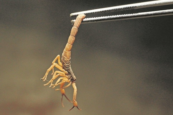 Em nove meses, 24 pessoas foram picadas por escorpiões na região