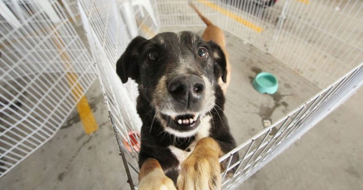 Alphaville terá feira de adoção de pets neste sábado (27)