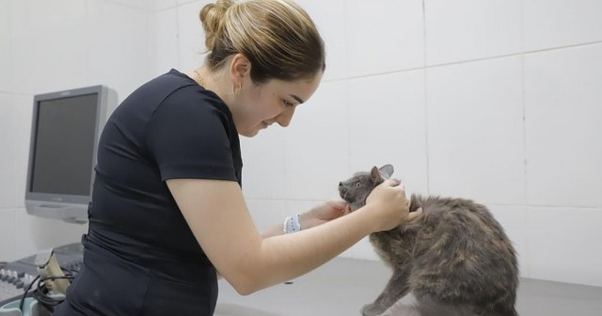 Barueri abre agendamento para castração gratuita no dia 6 de novembro