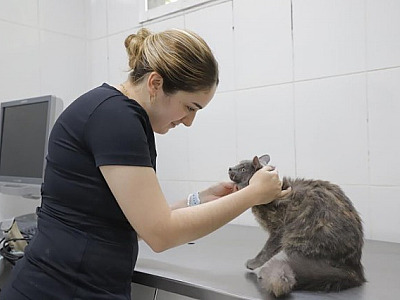 Barueri abre agendamento para castração gratuita no dia 6 de novembro