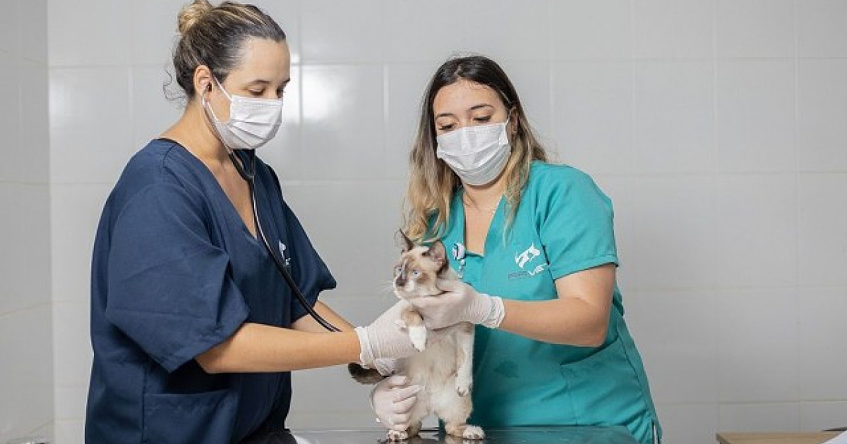 Agendamento para castração gratuita em Barueri será aberto na quinta-feira (3/8)