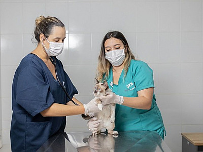 Agendamento para castração gratuita em Barueri será aberto na quinta-feira (3/8)