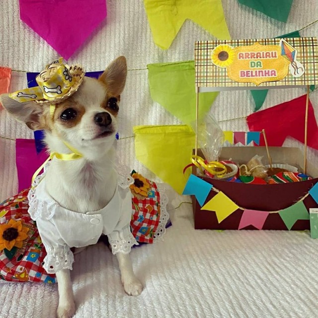 Empresa de Alphaville cria kit de festa julina para pets