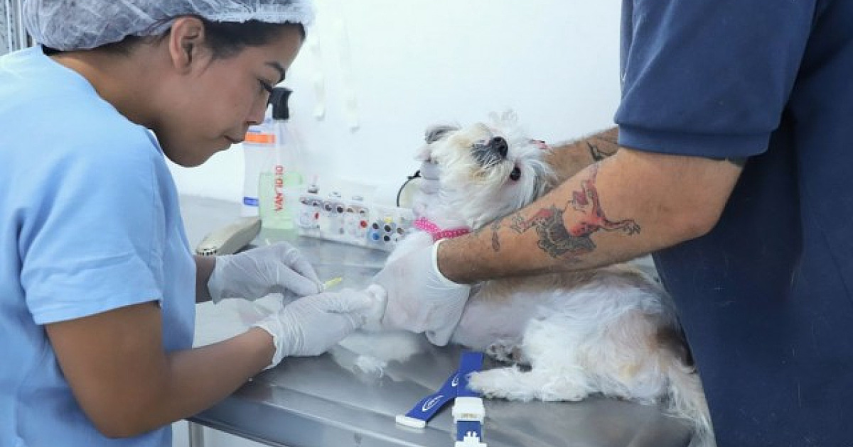 Barueri abre agendamento para castração de pets na quarta-feira (5)
